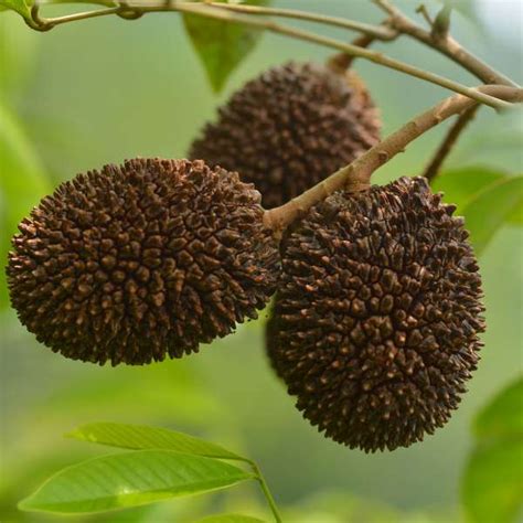 No: 1 Tropical Fruit Plant Nursery in Asia | Homegrown Biotech