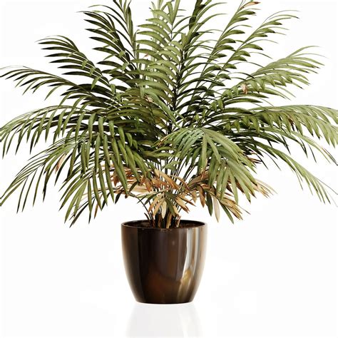 Palm Plant 1 3D Model - TurboSquid 1821801