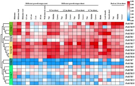 Identification of KFB Family in Moso Bamboo Reveals the Potential ...