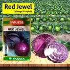 Sakata Red Jewel Cabbage Seeds – Agriplex