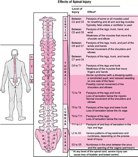 Overview of Spinal Cord Disorders - Brain, Spinal Cord, and Nerve ...