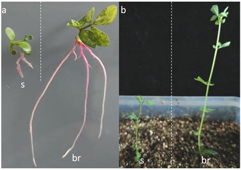 Optimization of Hairy Root Transformation and Application of RUBY as a ...
