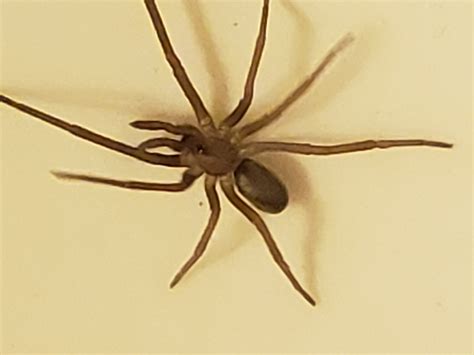 Kukulcania hibernalis (Southern House Spider) in Greensboro, North ...