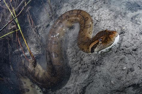 Rio Amazonas Anaconda Gigantic New Anaconda Species Discovered In