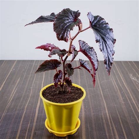 Buy Begonia Angel Wings (Begonia coccinea) -Nursery Nisarga