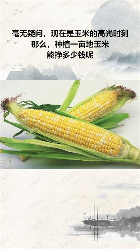 选玉米品种也就是要淘汰不好的玉米品种，该怎么去淘汰？|干货_北京禾佳源农业科技股份有限公司