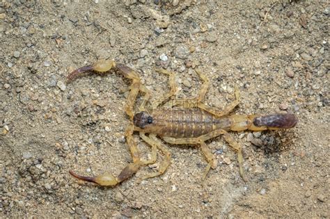 地上棕色蝎子的图像昆虫动物高清图片下载-正版图片306160847-摄图网