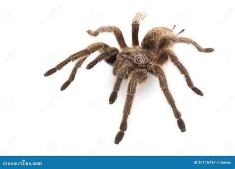 Rose Hair Tarantula stock foto. Image of dier, gevaar - 30716724