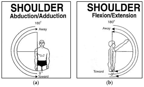 Flexion And Extension Of Shoulder