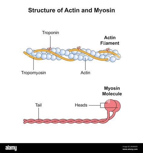 Microfilaments Actin Filaments