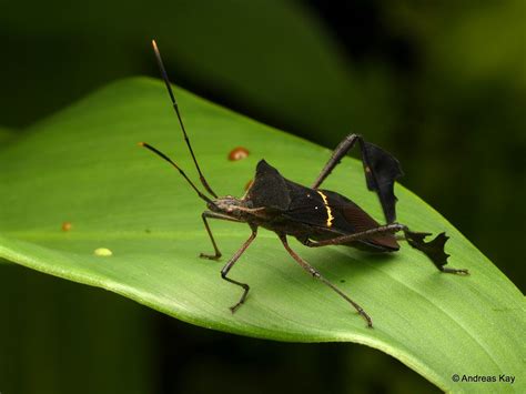 https://flic.kr/p/2gZAM71 | Leaf-footed Bug, Coreidae | from Ecuador ...