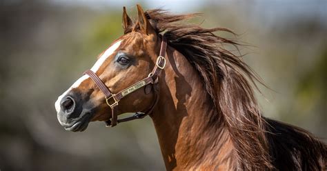 Equine Genetic Testing Panels: What Are They, and Why Are They Important?