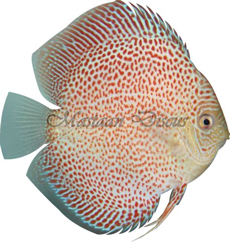 Discus Strains – Mastaan Discus