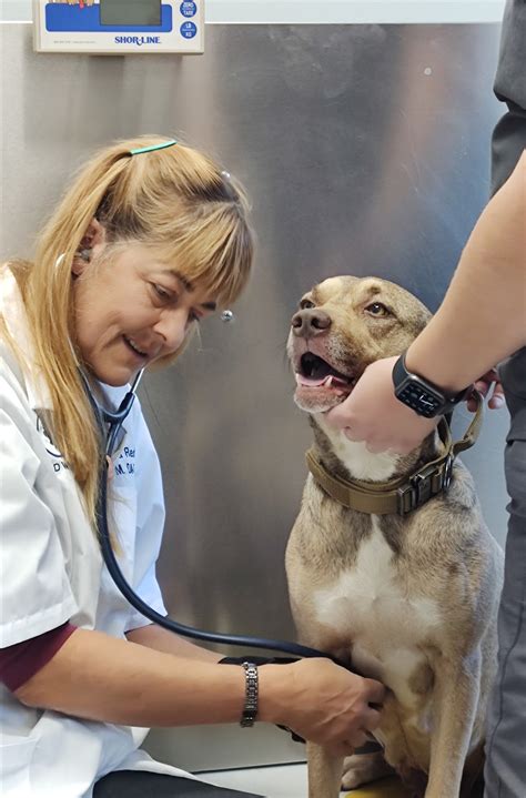 EAST LINCOLN ANIMAL HOSPITAL - Denver NC - Hours, Directions, Reviews ...