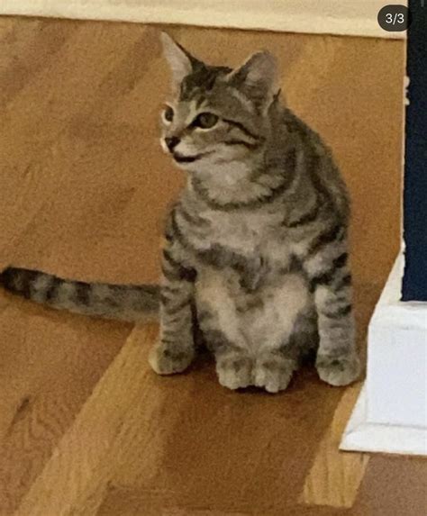 cursed cat : r/funny