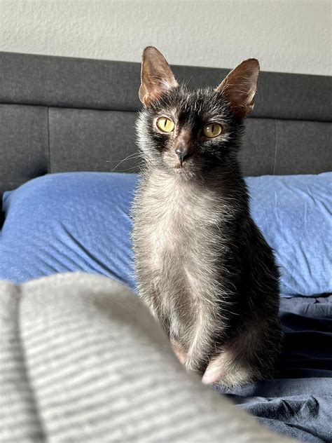 I love Pop’s little tuft of hair that’s right between her eyes. 🥰 : r ...