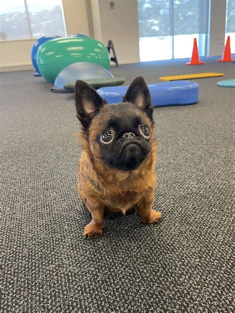 Can Dogs Have Dwarfism