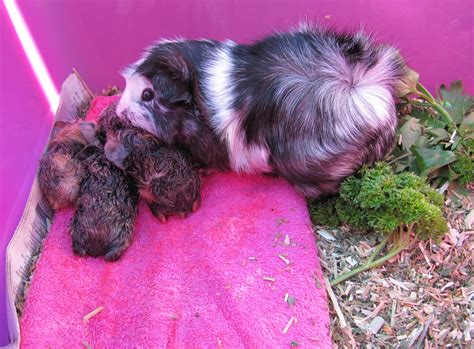 All Things Guinea Pig: Breeding Info