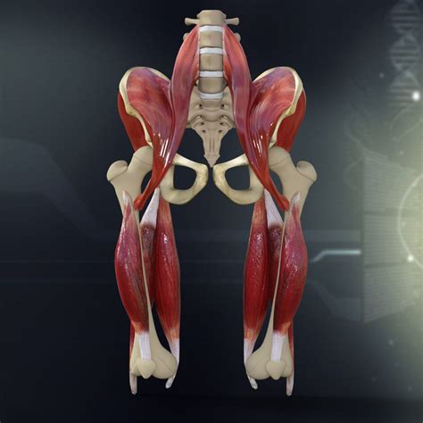 Leg muscles 3D Model $30 - .3ds .lwo .max .ma .obj - Free3D