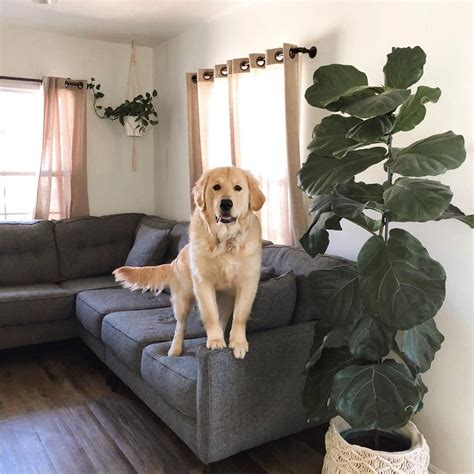 Dog Proof Sofa | Baci Living Room