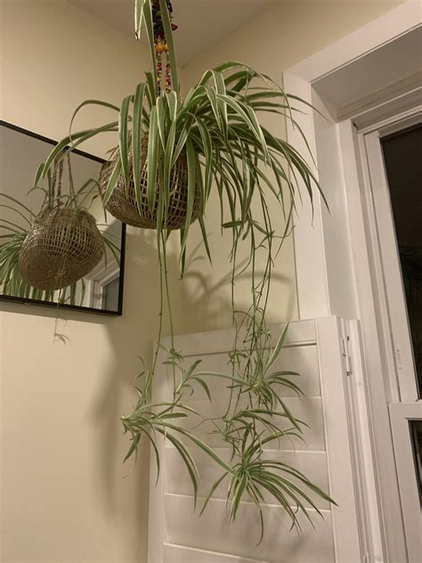Hanging Spider Plant
