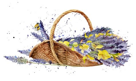Oval woven wicker trug basket with lavender, spartium Spanish broom ...