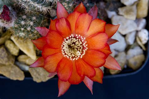 Echinopsis chamaecereus hybrid - Peanut cactus for sale - Living Desert ...