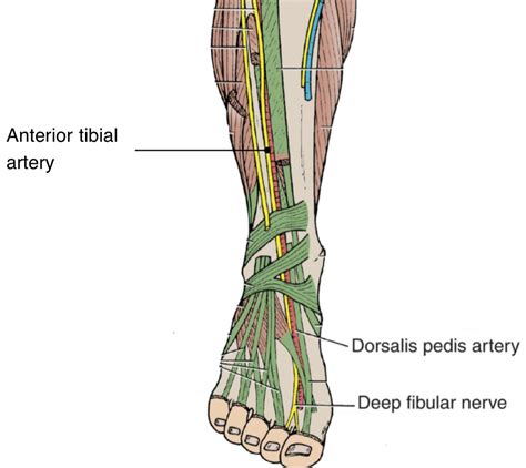Extensor Retinaculum Exercises at Tyrone Ver blog