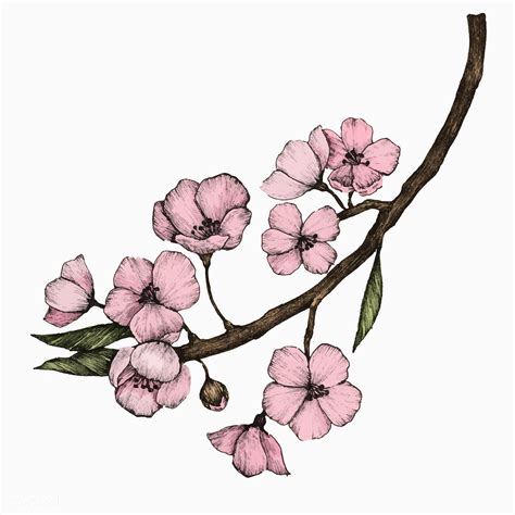flower illustration vector