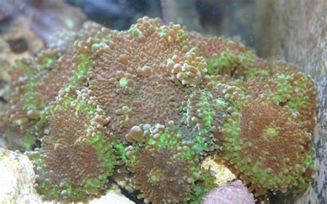 Welche Scheibe und wie unterscheidet man? - Korallen - Meerwasserforum