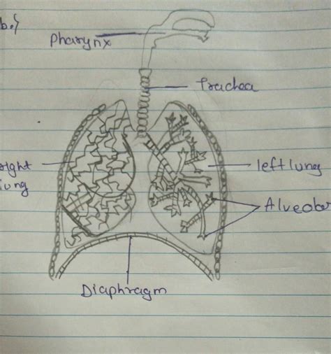Respiratory System Drawing Label - drawing of respiratory system