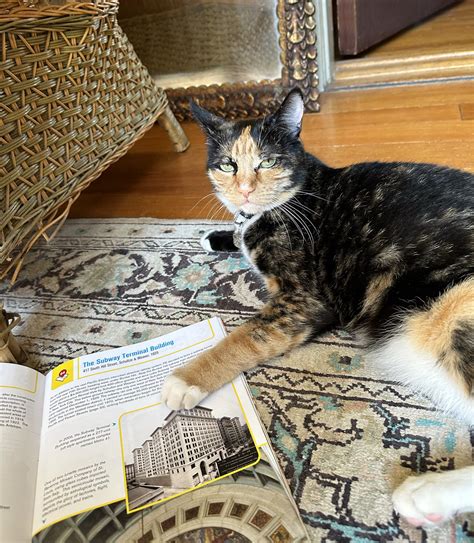 Cats: On Architecture – Bunker Hill, Los Angeles