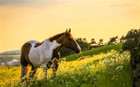 60+ Horse backgrounds ·① Download free stunning High Resolution wallpapers of Horses for desktop ...