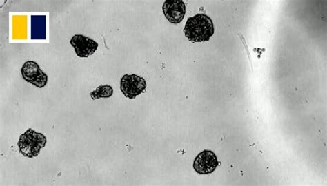 Biotechnology Human Machine 的图像结果