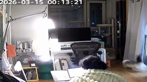 Playful cat collides with clothes rack in Seoul home