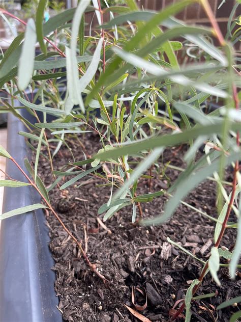 Red spotted gum update - 5 months : r/Bonsai