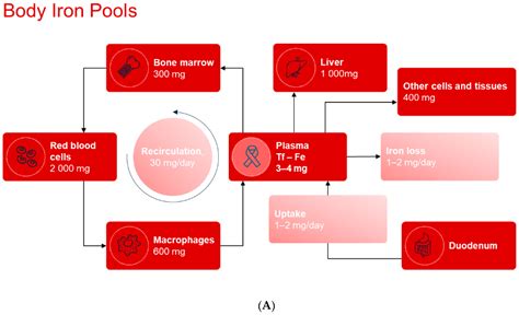 Iron Deficiency and Iron Deficiency Anemia in Chronic Disease—Common ...