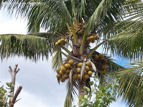 椰子树的果子叫什么 - 花百科