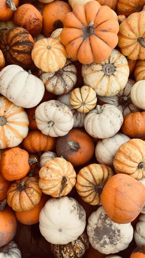 cute fall wallpaper