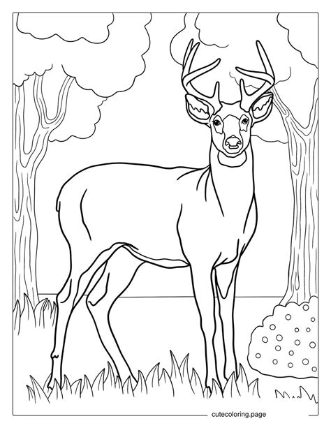 Deer Coloring Pages(30+ free printable coloring pages) | Cute Coloring Pages | Free Printable ...