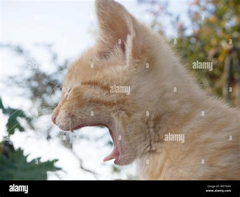 Open cat hi-res stock photography and images - Alamy