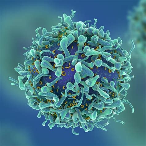 Study Reveals How Cancer Cells Migrate To The Brain