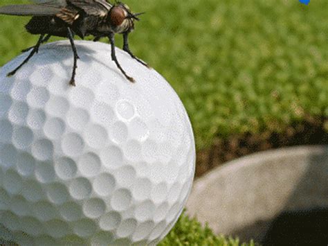 Golfer wins ₹8 crore after fly helps sink ball; UK restaurant offers ...