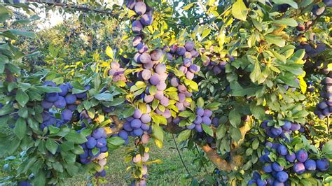 Damson plums to be assessed for bioactive compounds with potential health benefits | High-Value ...