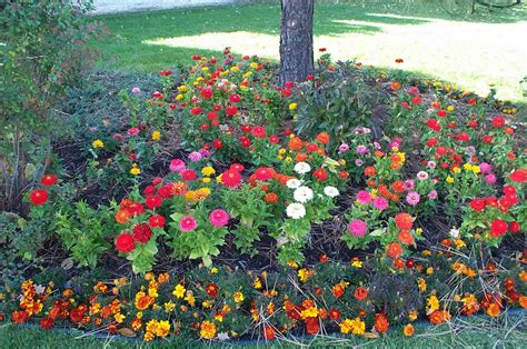 Zinnia | Most beautiful gardens, Annual plants, Zinnia garden