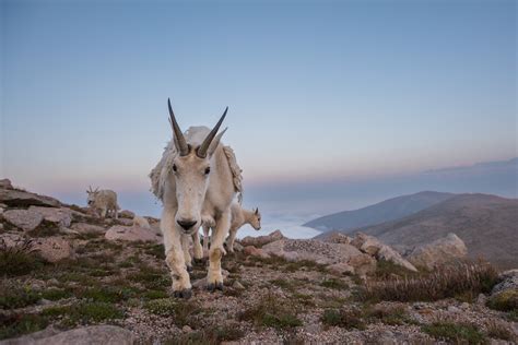 Mountain Goats | Sean Crane Wildlife