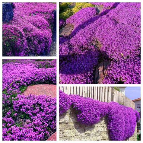 Creeping Thyme Seeds for Planting - MVR1 20000+ Magic Purple Creeping ...