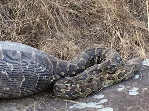 Image result for Python Eating Porcupine