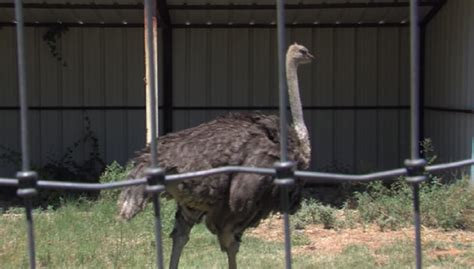 Holder's Hideaways: Blue Ostrich Winery