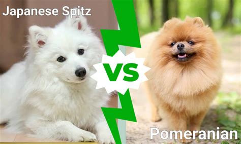 How Big To Japanese Spitz Grow